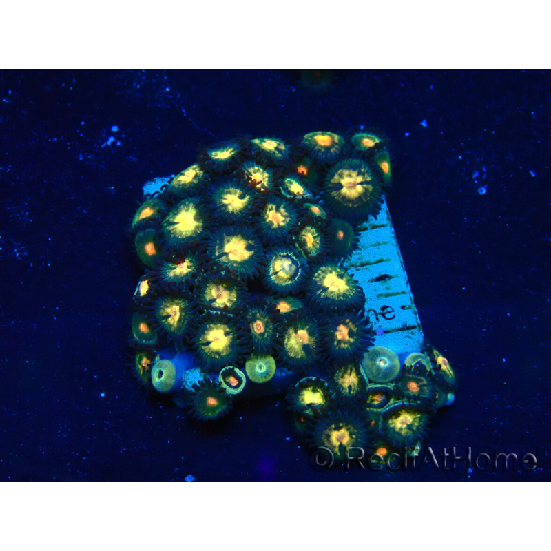 WYSIWYG - Zoanthus 14G2 Mariculture Indo Acclimaté sous led