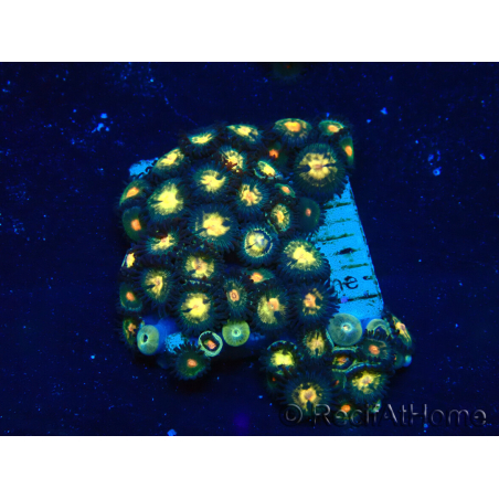 WYSIWYG - Zoanthus Indo Mariculture Acclimated under LED
