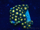 WYSIWYG - Zoanthus Maricoltura Indo Acclimatato sotto LED