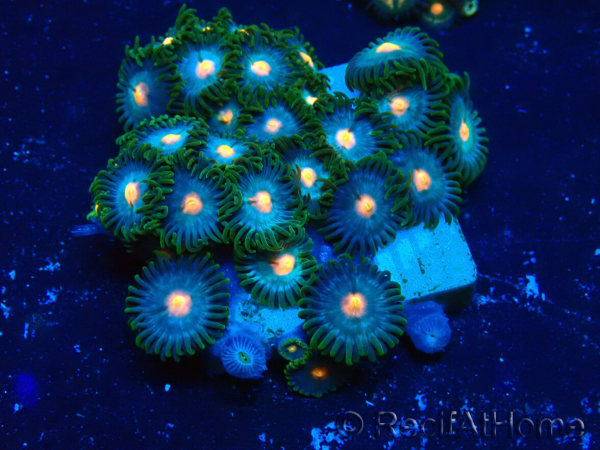 WYSIWYG - Zoanthus Mariculture Indo Acclimaté sous led