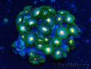 WYSIWYG - Zoanthus 14G4 Mariculture Indo Acclimaté sous led