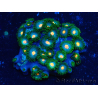 WYSIWYG - Zoanthus Maricoltura Indopacifico Acclimatato sotto LED