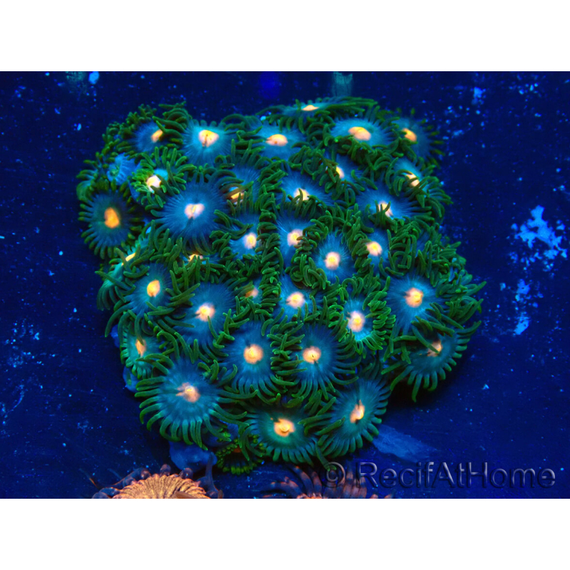 WYSIWYG - Zoanthus Mariculture Indo Acclimaté sous led