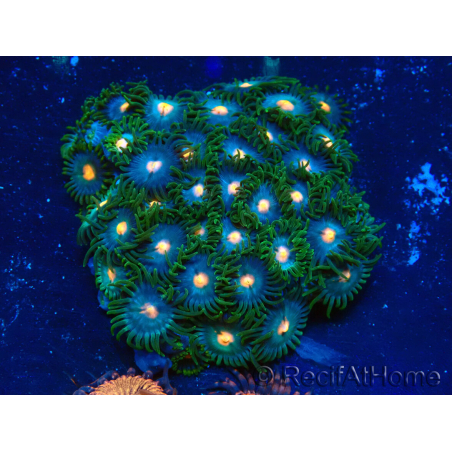 WYSIWYG - Zoanthus Maricoltura Indo Acclimatato sotto led