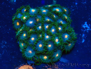 WYSIWYG - Zoanthus Maricultura Indo Aclimatado bajo LED