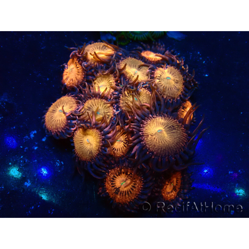 WYSIWYG - Zoanthus 14G6 Mariculture Indo Acclimaté sous led
