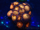 WYSIWYG - Zoanthus Mariculture Indo Acclimaté sous led