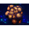 WYSIWYG - Zoanthus Mariculture Indo Acclimated under LED