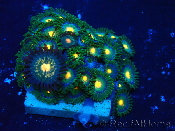 WYSIWYG - Zoanthus Maricultura Indo Aclimatado bajo led