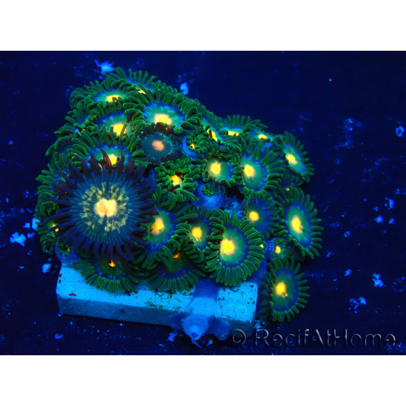 WYSIWYG - Zoanthus 14H1 Mariculture Indo Acclimaté sous led