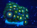 WYSIWYG - Zoanthus Maricultura Indo Acclimatati sotto led