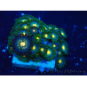 WYSIWYG - Zoanthus 14H1 Mariculture Indo Acclimaté sous led