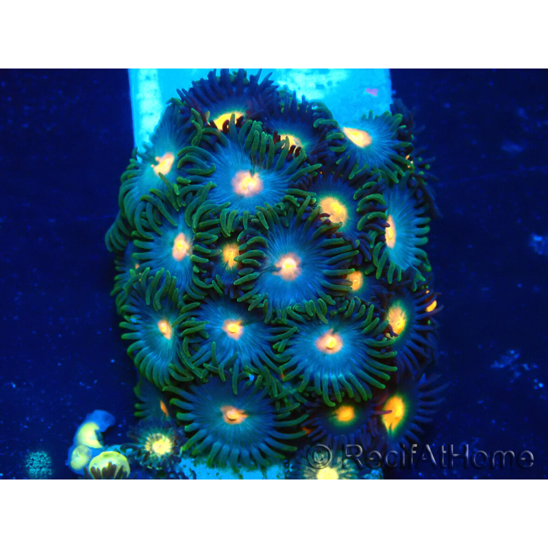 WYSIWYG - Zoanthus Maricultura Indo Aclimatado bajo led