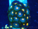 WYSIWYG - Zoanthus Maricultura Indo Aclimatado bajo led