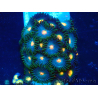 WYSIWYG - Zoanthus Maricoltura Indo Acclimatato sotto LED