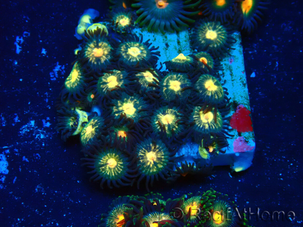WYSIWYG - Zoanthus Maricoltura Indo Acclimatato sotto led