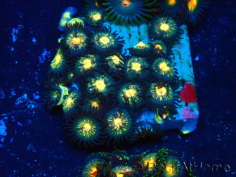 WYSIWYG - Zoanthus Mariculture Indo Acclimaté sous led