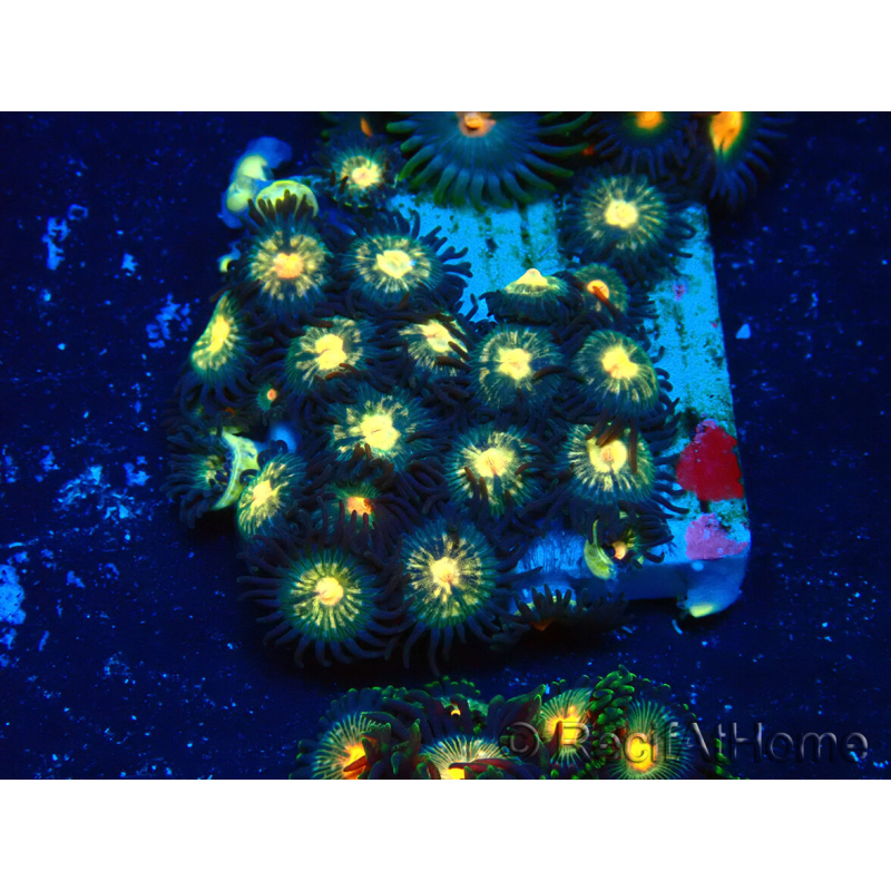 WYSIWYG - Zoanthus Mariculture Indo Acclimated under LED