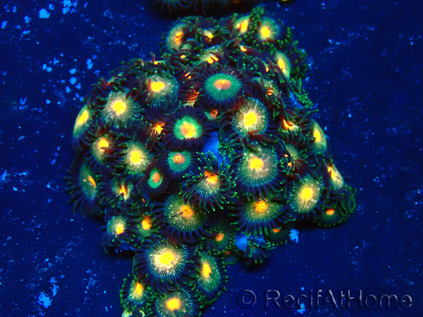 WYSIWYG - Zoanthus Maricoltura Indo Acclimatato sotto led
