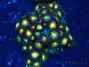 WYSIWYG - Zoanthus Maricoltura Indo Acclimatato sotto led