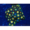 WYSIWYG - Zoanthus 14H4 Mariculture Indo Acclimaté sous led