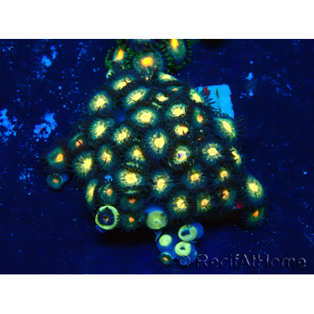 WYSIWYG - Zoanthus 14H5 Mariculture Indo Acclimaté sous led