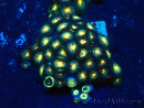 WYSIWYG - Zoanthus Mariculture Indo Acclimaté sous led