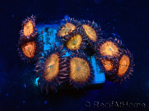 WYSIWYG - Zoanthus 14H6 Mariculture Indo Acclimaté sous led