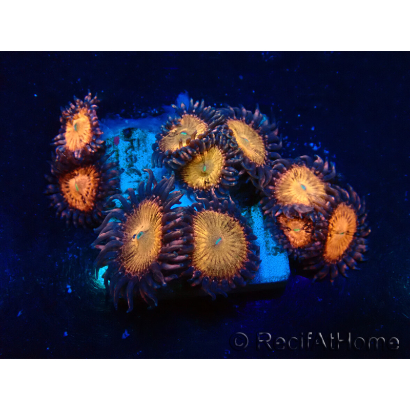WYSIWYG - Zoanthus Mariculture Indo Acclimaté sous led