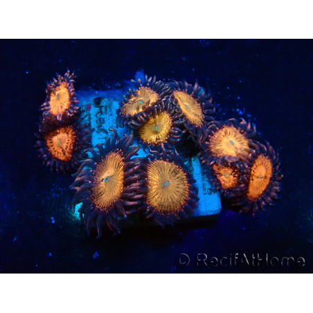 WYSIWYG - Zoanthus Indo Mariculture Acclimated under LED lights