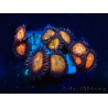 WYSIWYG - Zoanthus 14H6 Mariculture Indo Acclimaté sous led