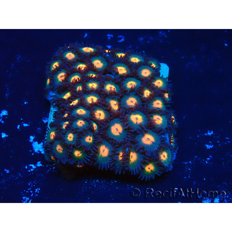 WYSIWYG - Zoanthus Maricoltura Indo Acclimatato sotto led