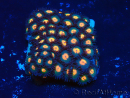 WYSIWYG - Zoanthus Indo Mariculture Acclimated under LED