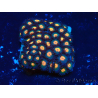 WYSIWYG - Zoanthus Indo Mariculture Acclimated under LED