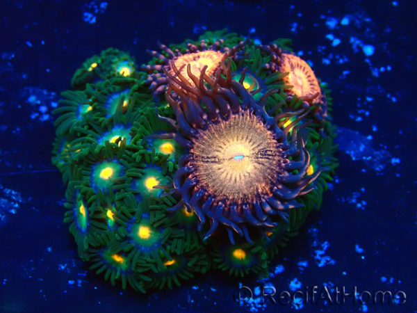 WYSIWYG - Zoanthus Mariculture Indo Acclimaté sous led