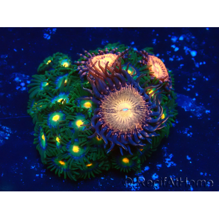 WYSIWYG - Zoanthus Mariculture Indo Acclimated under LED