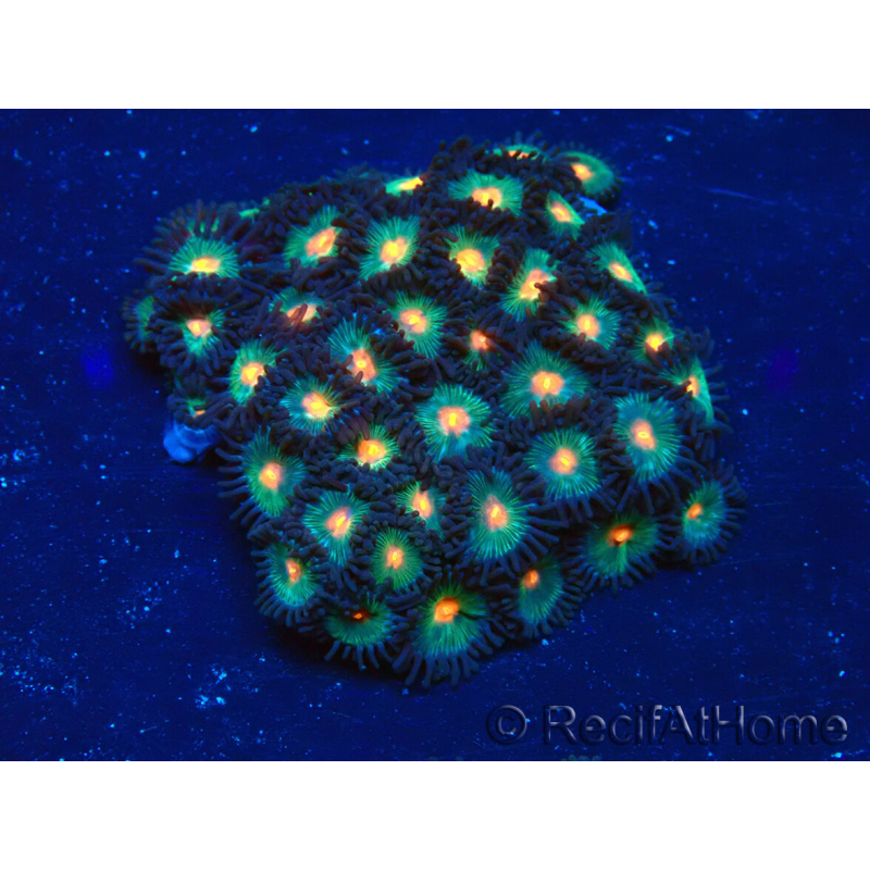 WYSIWYG - Zoanthus Mariculture Indo Acclimaté sous led