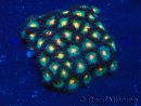WYSIWYG - Zoanthus Mariculture Indo Acclimaté sous led