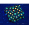 WYSIWYG - Zoanthus 14i4 Mariculture Indo Acclimaté sous led