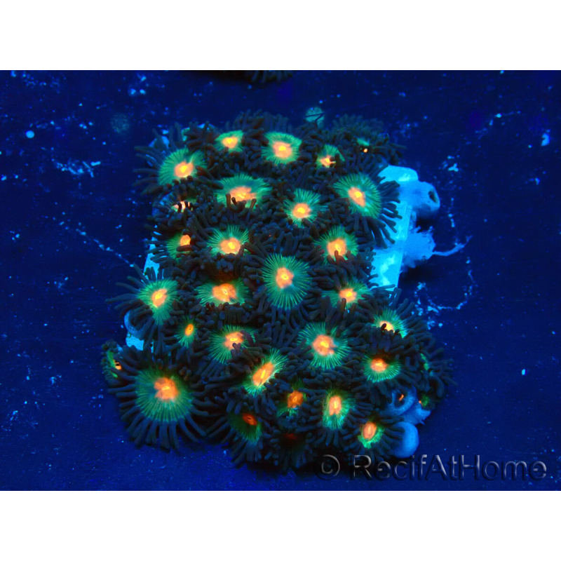 WYSIWYG - Zoanthus 14i5 Mariculture Indo Acclimaté sous led