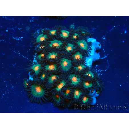 WYSIWYG - Zoanthus Mariculture Indo Acclimaté sous led