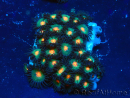 WYSIWYG - Zoanthus 14i5 Mariculture Indo Acclimaté sous led