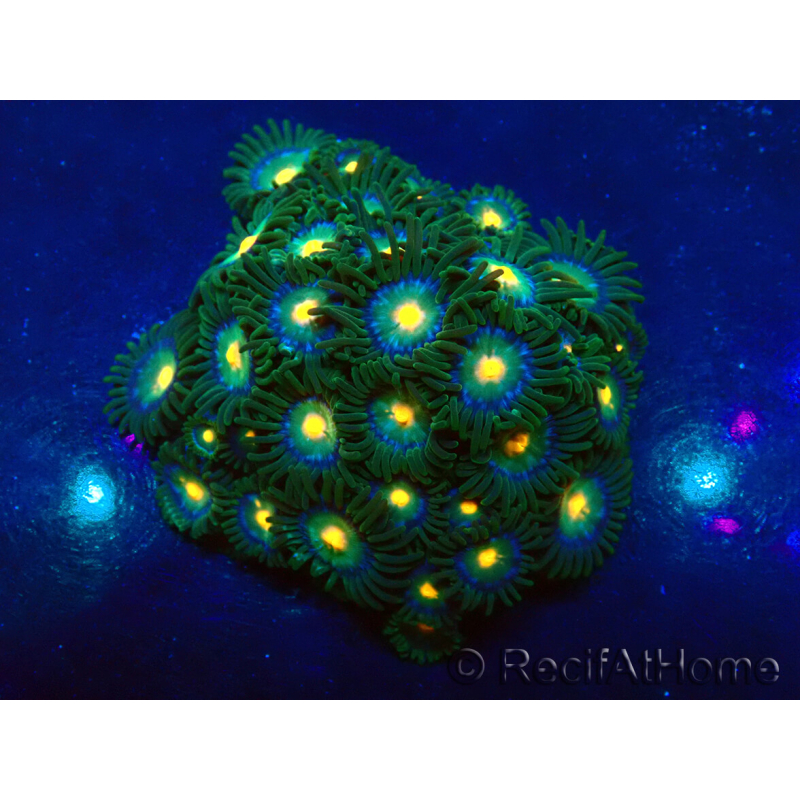 WYSIWYG - Zoanthus Indo Mariculture Acclimated under LED