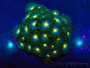 WYSIWYG - Zoanthus 14i6 Mariculture Indo Acclimaté sous led