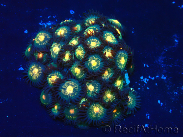 WYSIWYG - Zoanthus Mariculture Indo Acclimaté sous led