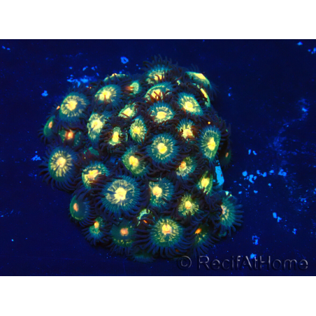 WYSIWYG - Zoanthus Maricultura Indo Aclimatado bajo LED