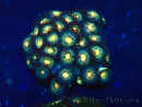 WYSIWYG - Zoanthus Mariculture Indo Acclimaté sous led