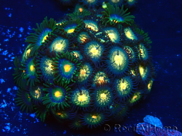 WYSIWYG - Zoanthus Maricoltura Indo Acclimatato sotto led