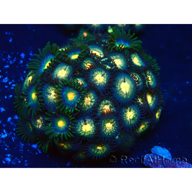 WYSIWYG - Zoanthus Mariculture Indo Acclimaté sous led