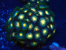 WYSIWYG - Zoanthus Maricoltura Indo Acclimatato sotto led